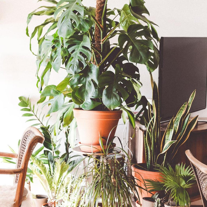 5 Indoor and Outdoor Plant Trends for 2020 - The Design Part